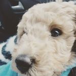 Henry Roche - @henroche07 - Instagram