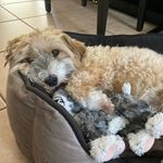 Henry - @henry.rohlfs - Instagram