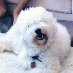 Henry Frank Romans - @henry_da_pup - Instagram