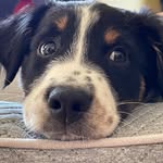 Henry Rosenbloom - @_henry__the__dog_21 - Instagram