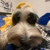 HenryRothman45 - @henryrothman45 - TikTok