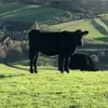 Henry Rowe - @henryrowe135 - TikTok