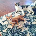 Henry and Benjamin Rowden - @henryandbenny - Instagram