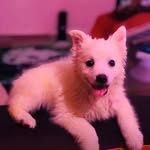 Henry Royal - @henryroyal28 - Instagram