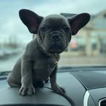 Henry Royal The Frenchie - @henryroyalthefrenchie - Instagram
