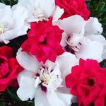 HenryRucker - @henryrucker2020 - Instagram
