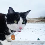 Henry and Rumble - @rumtumthecat - Instagram