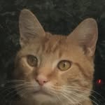 Little Henry Rumble - @littlehenryrumble - Instagram