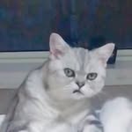 Henry-Rush - @henryrush2 - Instagram