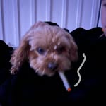 Henry Rushbrooke - @henryrushbrooke - Instagram