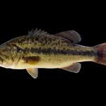 henry saad - @up_stream_fishing - Instagram
