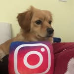 Henry Sadek - @henry_the_four_breed - Instagram