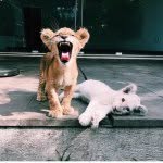 @henry_saint_dampton - Instagram