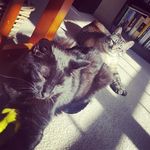 Henry and Salem - @henryandsalem - Instagram