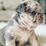 Henry Samuel osang - @sammie_samir - Instagram