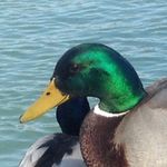 Henry Schäffer - @henrys_bilderdernatur - Instagram