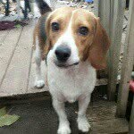 Henry. Thomas. Schlösser🐕 - @_henryhoghead_ - Instagram