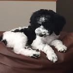 Henry Eugene Seitz - @gibbonyeetz - Instagram