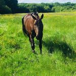 henry Antony sharp - @hsharppoloponies - Instagram