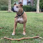 Henry - @henrythesmileystaffie - Instagram