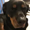 henrystaley - @not_tough_dog - TikTok
