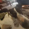 henry stapleton - @henry.stapleton7 - TikTok