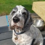 Henry Steadman - @hennersthedog_ - Instagram