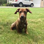 Henry Steven - @henry_the_chiweenie7 - Instagram