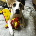 Henry Steven - @happyhendog - Instagram