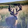 henrysturm09 - @deerhunter1209 - TikTok