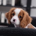 Henry Styles - @henrystyles.cav - Instagram