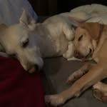 Carla Deppe - @henrysundanjashundeleben - Instagram