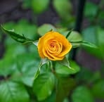 Henry Surtes - Facebook