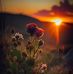Henry Swift - Facebook