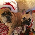 Pauline deane - @henryandtilley - Instagram