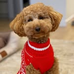 Генри, его величество пудель 🐩 - @toypoodle_henry - Instagram