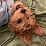 ᕼEᑎᖇY      Doodle🐶 - @henry_toydoodle - Instagram