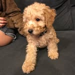 H E N R Y ✨ - @henry.toypoodle - Instagram