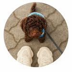 Henry - the Toypoodle - @henry.thetoypoodle - Instagram