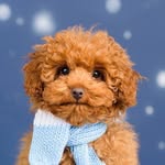 Henry ~ Toy Poodle - @henryofhawthorn - Instagram