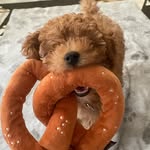 henry | toy poodle - @henrytheapricot - Instagram