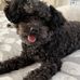 Henry the SF Toy Poodle - Facebook