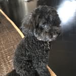 @henry_the_toy_poodle - Instagram