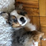 henry, toy aussie 🐾 - @hennards - Instagram