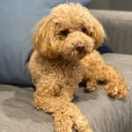 @henry_toy_poodle - Instagram