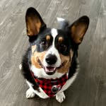 Henry Tremblay - @hen.rythecorgi - Instagram