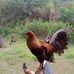 Henry Tuya - Facebook