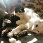 henry the turkish angora - @henry_turkish_angora - Instagram