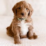 Theodore Walter Henry Upton - @theodorepupton - Instagram