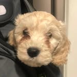 Henry Valentine The Cavapoo - @henryvalentine1402 - Instagram